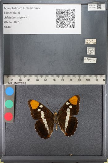 Media type: image;   Entomology 140947